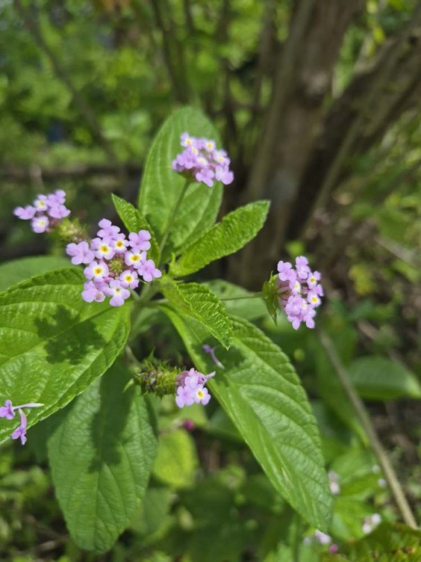 Bokorverbéna - Levendula Popcorn - Lantana trifolia